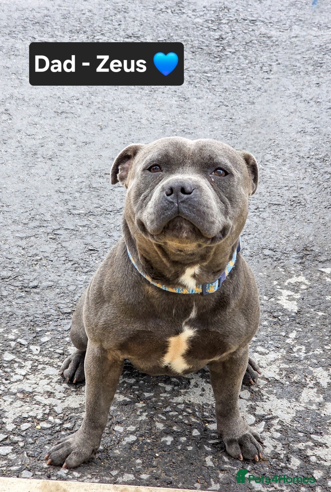 Staffordshire Bull Terrier dogs for sale: Gorgeous Chunky KC Blue Staffy Puppies - Image 20
