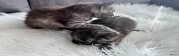 Egyptian Mau cats for sale: TICA Reg.Exceptional SILVER SMOKE EgyptianMAUxBeng - Advert 17