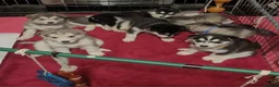 Alaskan Malamute dogs for sale: Pedigree Alaskan malamute puppies  in Sheffield - Advert 2