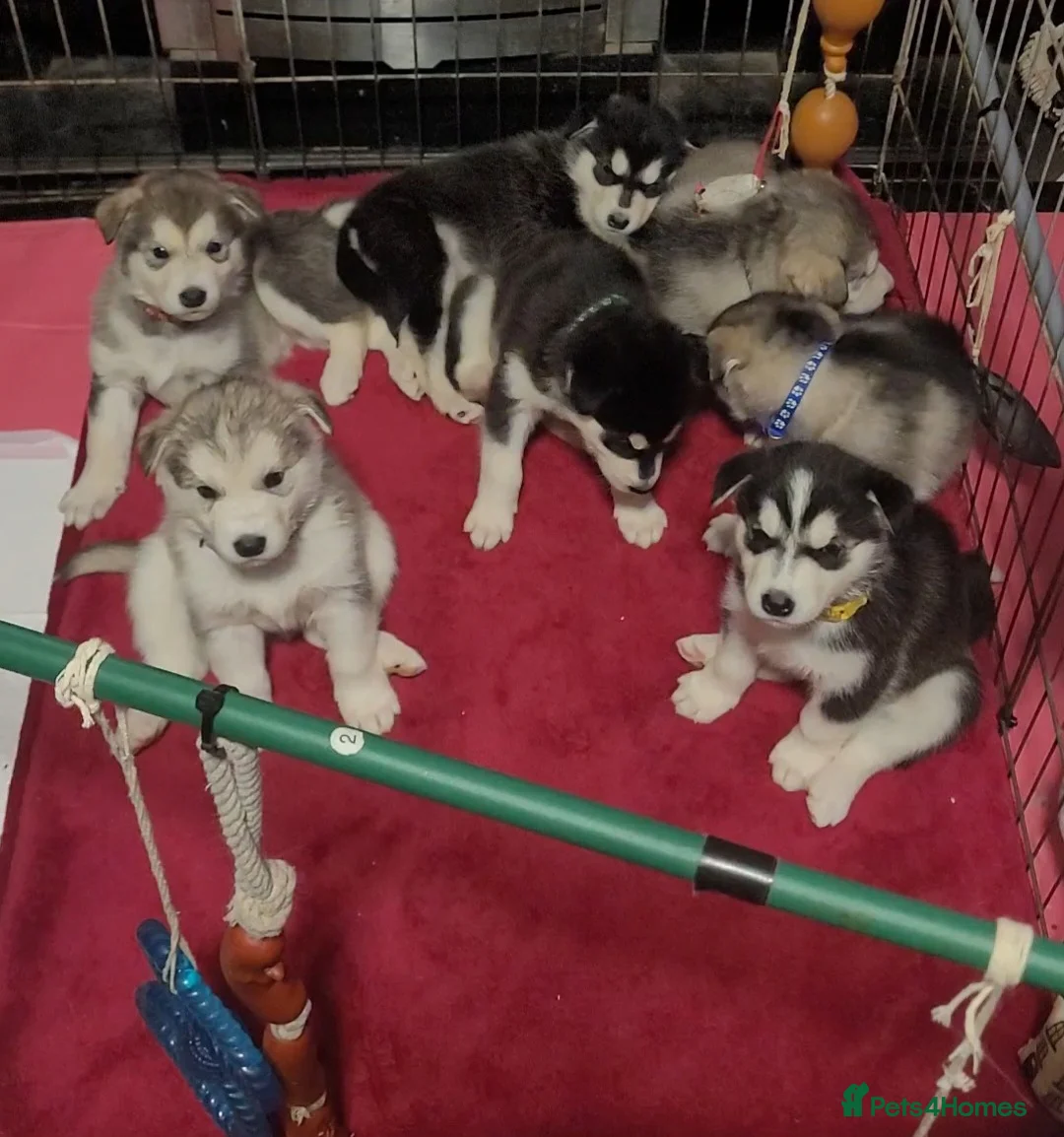 Alaskan Malamute dogs for sale: Pedigree Alaskan malamute puppies  in Sheffield - Advert 2