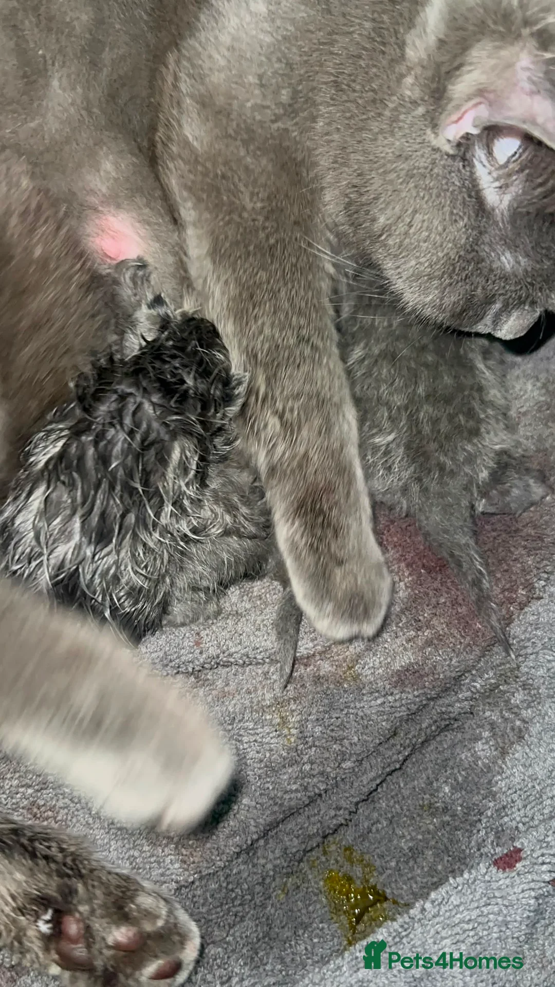 British Shorthair cats for sale: Pure British Shorthairs from 5 bloodline  - Advert 1