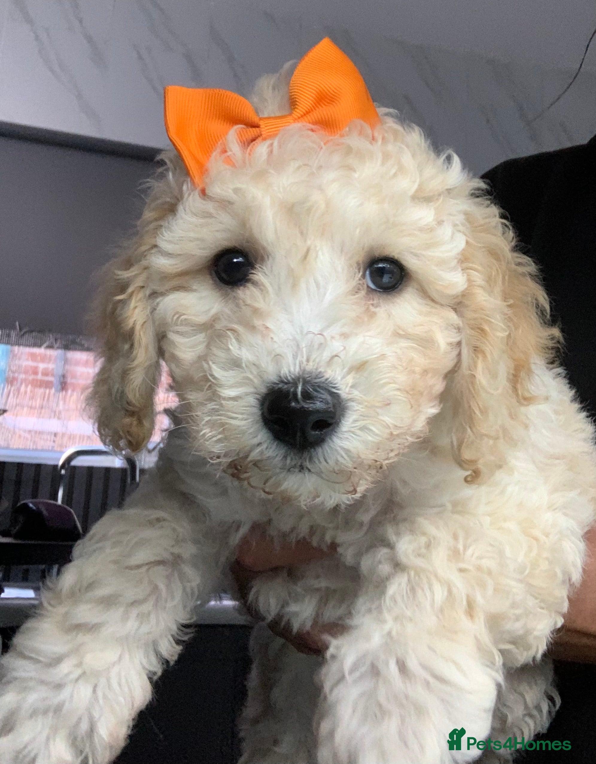 Labradoodle dogs Miniature Labradoodle  - Advert 2