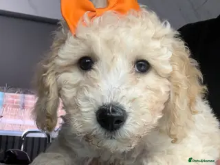 Labradoodle dogs Miniature Labradoodle - Advert 2