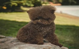 Toy Poodle dogs for sale: full ASIAN toy poodle 5* licensed breeder import  - Image 11