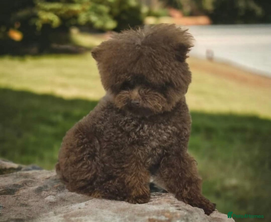 Toy Poodle dogs for sale: full ASIAN toy poodle 5* licensed breeder import  - Image 11