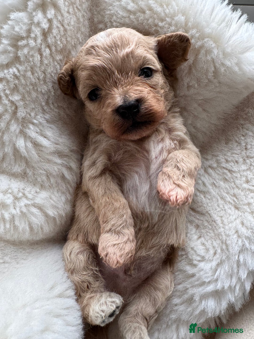 Maltipoo dogs for sale: TINY MALTIPOO PUPPIES - Advert 3