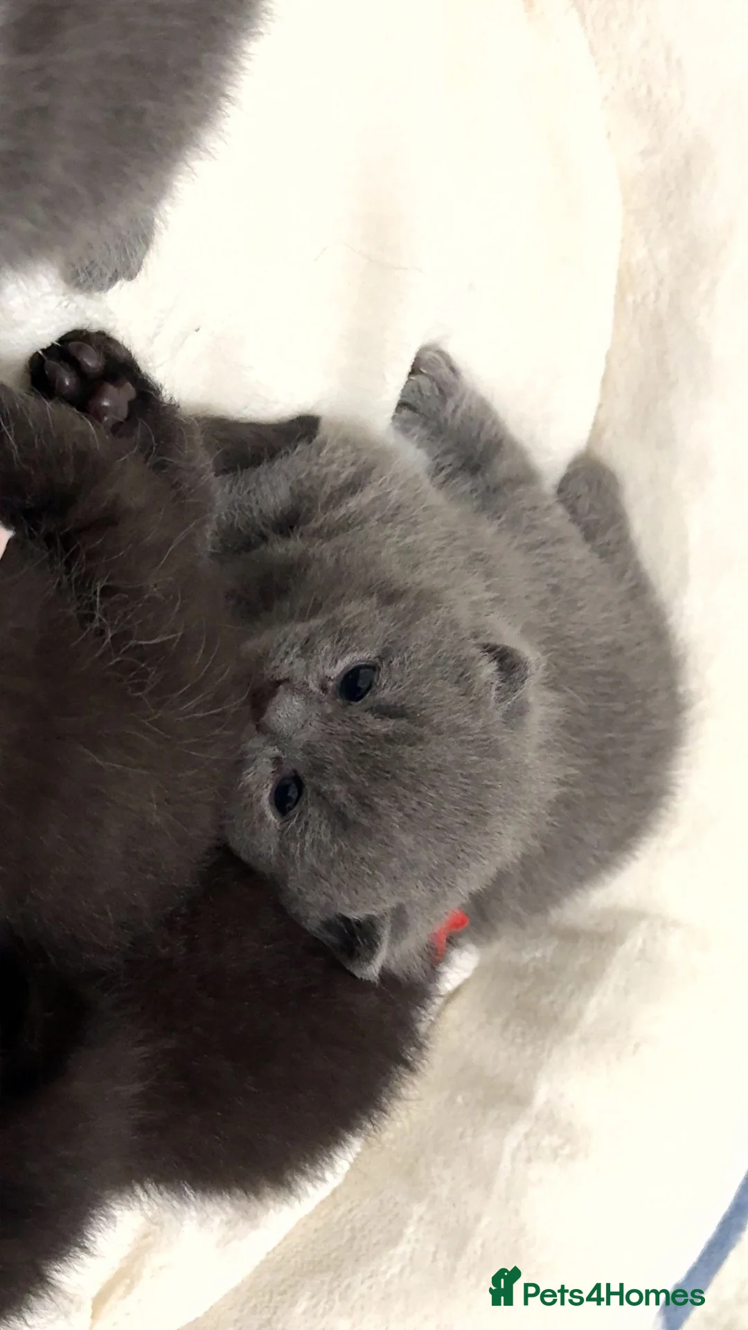 British Shorthair cats for sale: Ready to reserve chunky british shorthair - Advert 7