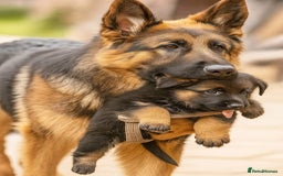 German Shepherd dogs for sale: German Shepard  - Image 2