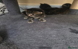 Mixed Breed cats for sale: Scottish fold X brittish short hair  - Image 3