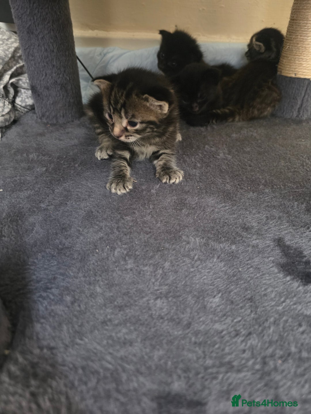 Mixed Breed cats for sale: Scottish fold X brittish short hair  - Image 3