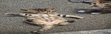 Bengal 1