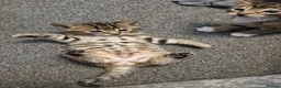 Bengal cats for sale: 🐾 Beautiful Bengal Cross Kittens 🐾 - Advert 19