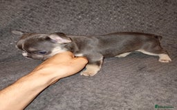 French Bulldog dogs for sale: 💥Two Amazing french bulldogs caring pink🐶 - Image 3