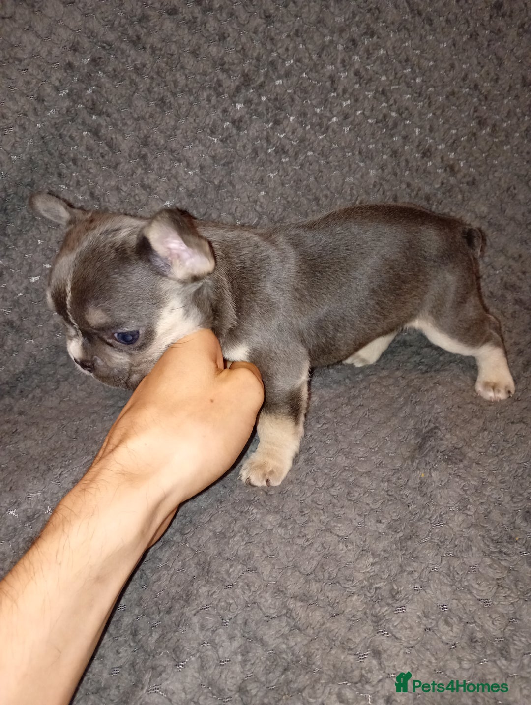 French Bulldog dogs for sale: 💥Two Amazing french bulldogs caring pink🐶 - Image 3