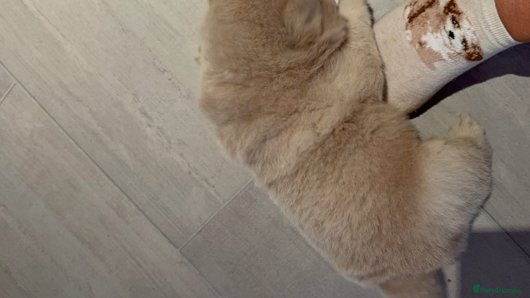 Chow Chow dogs for sale: 🔥 UK best Lilac platinum 🧸 chow chows KC  - Image 15