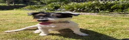 Jack Russell dogs for stud: Jack Russell broken haired soften temperament  in Skipton - Advert 3