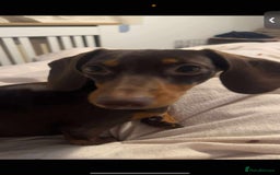 Miniature Dachshund dogs for sale: Miniature girl Dashound  - Image 3