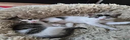Mixed Breed cats for sale: Kittens - Advert 11