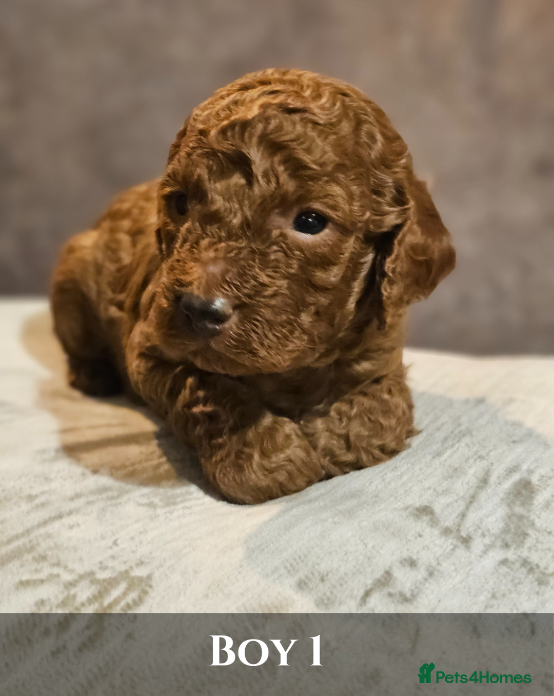 Cavapoo dogs for sale: 5 Beautiful Deep Red F1B Cavapoo Pups - Advert 11