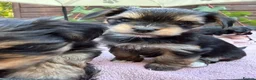 Morkie dogs for sale: Morkies <3 5 gorgeous puppies  - Advert 19