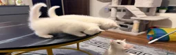 Turkish Angora cats for sale: White kittens in London - Advert 4
