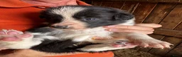 Border Collie dogs for sale: Georgeous friendly well bred border collies - Advert 6