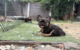 French Bulldog dogs for sale: Beautiful French bulldog girls (ready now) - Image 13