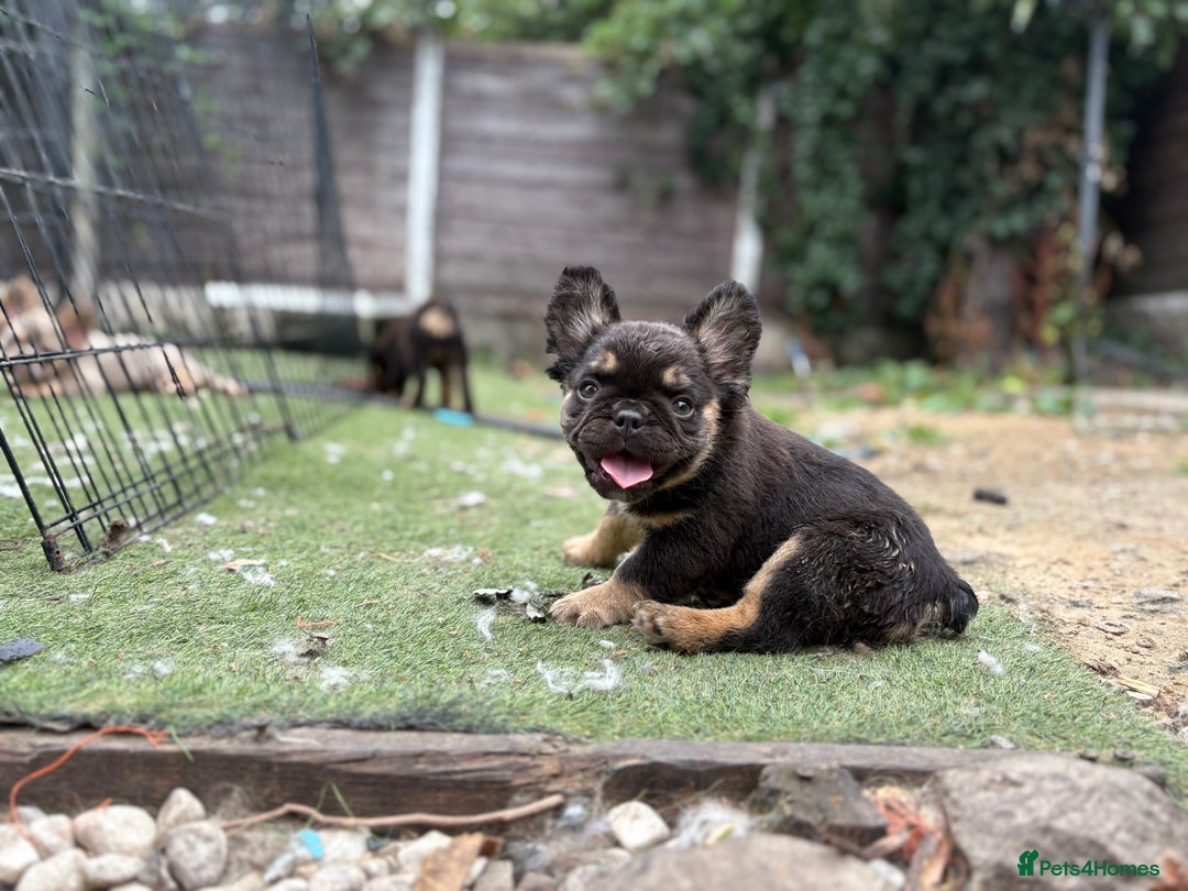 French Bulldog dogs for sale: Beautiful French bulldog girls (ready now) - Image 13