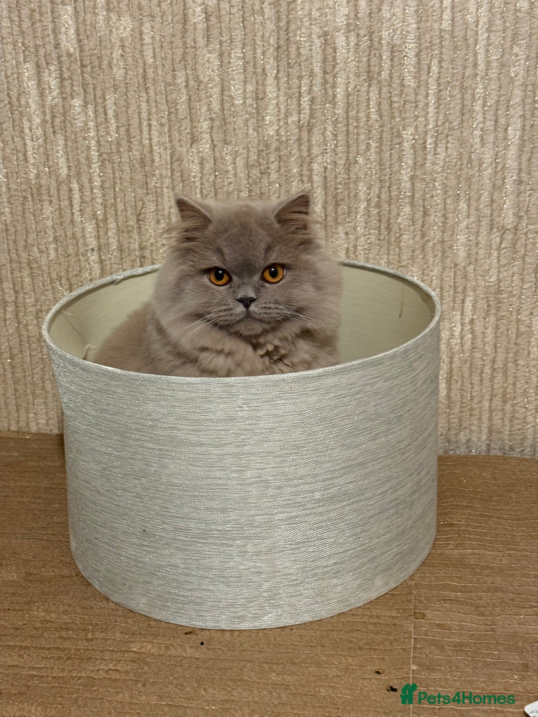 British Shorthair cats for sale: 2 beautiful cats for sale  - Advert 6