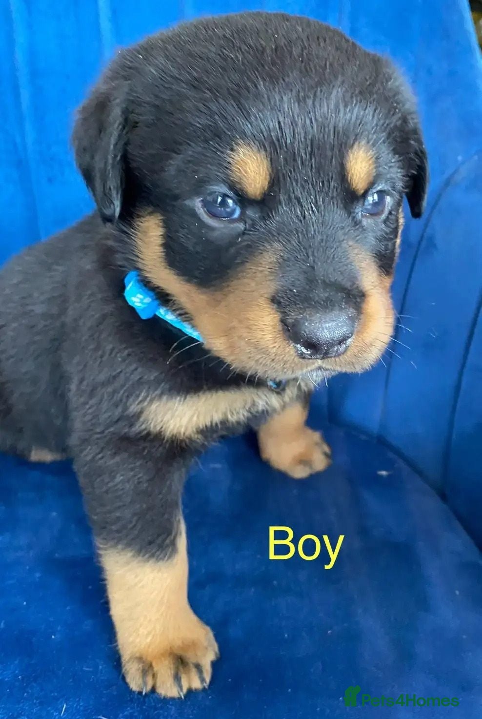 Rottweiler dogs kldrl exciting Pure/bred Rottweiler Pups - Advert 6