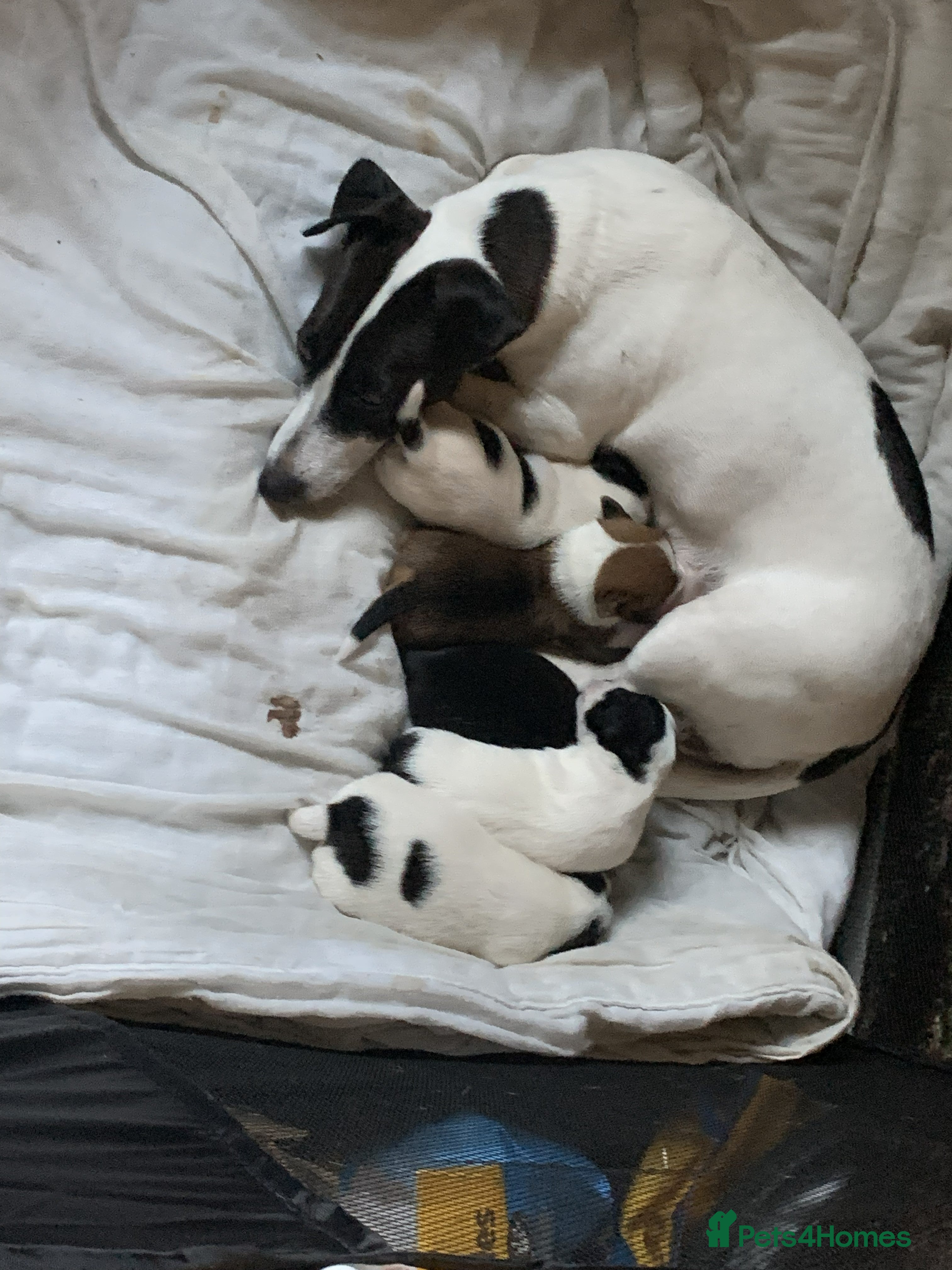 Jack Russell dogs Jack russell puppys - Advert 2