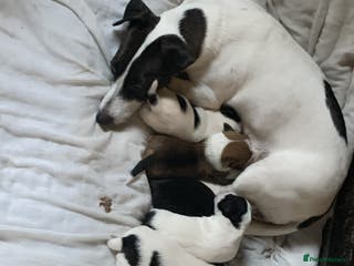 Jack Russell dogs Jack russell puppys - Advert 12