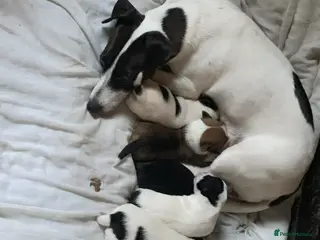 Jack Russell dogs Jack russell puppys - Advert 7