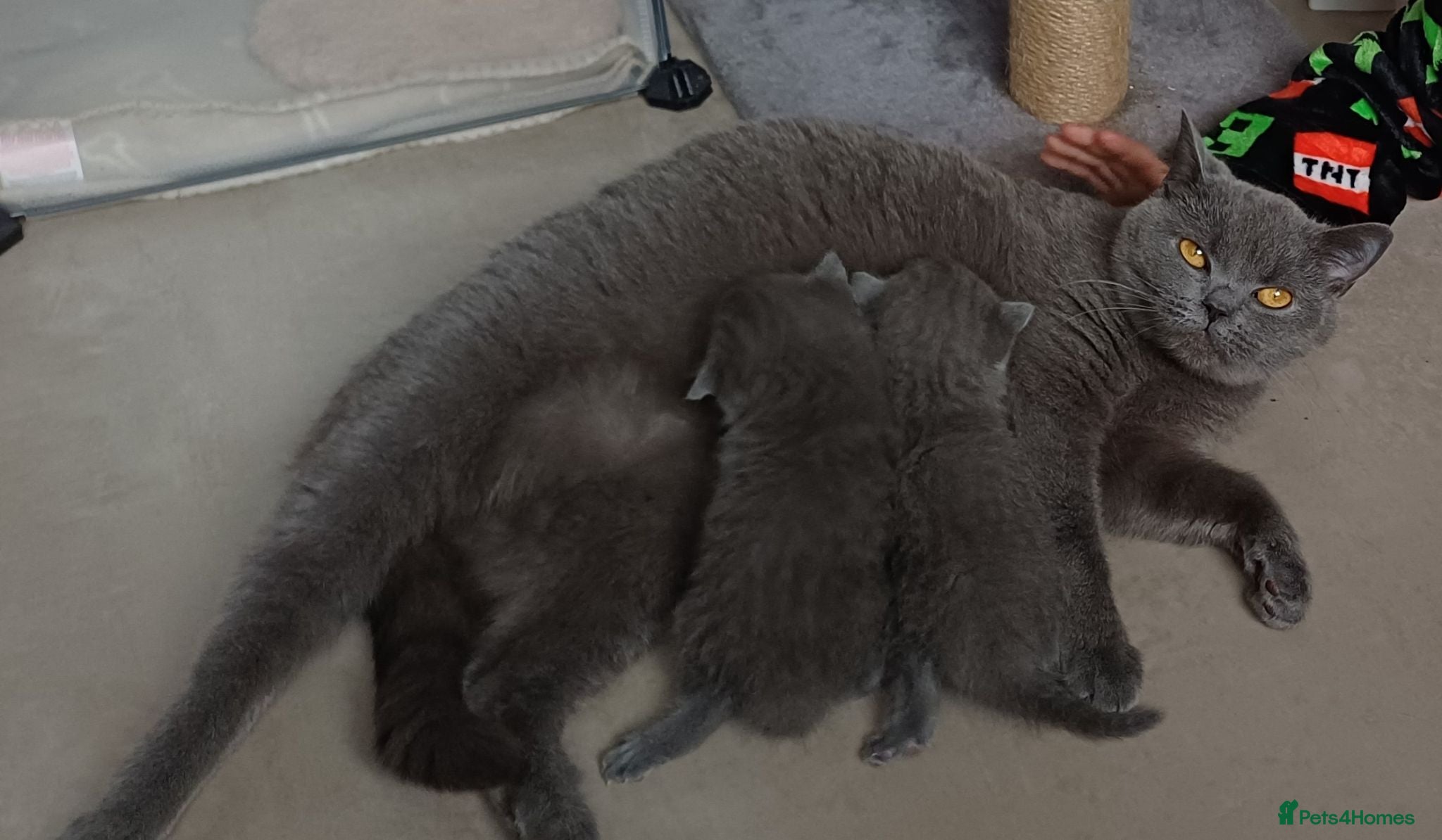 British Shorthair cats British Blue Shorthair Kittens ♡ - Advert 1
