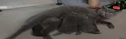 British Shorthair cats for sale: British Blue Shorthair Kittens ♡ - Advert 1