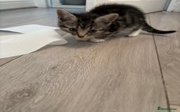 Mixed Breed cats for sale: Ragamese x Russian Blue - Image 8