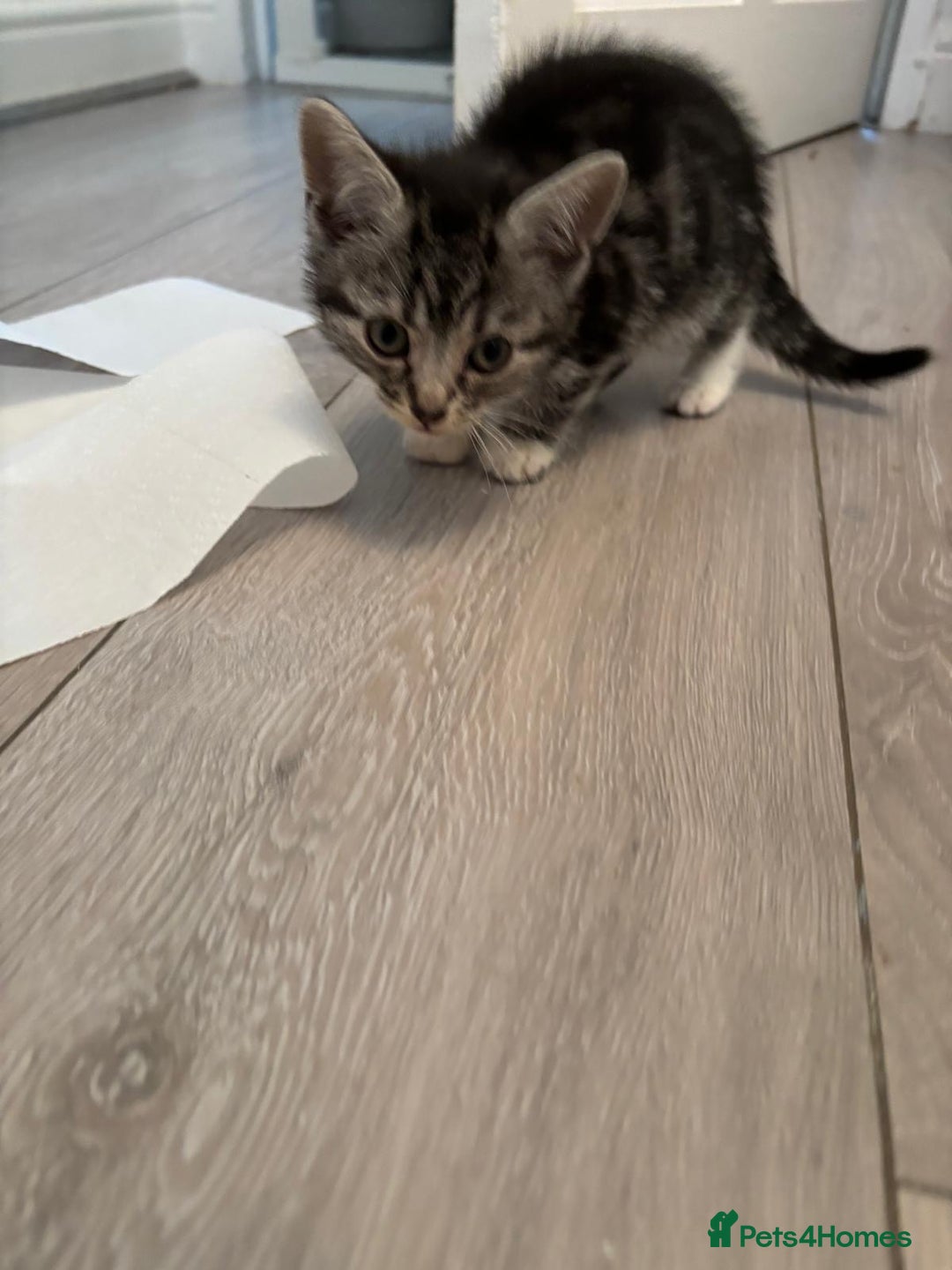 Mixed Breed cats for sale: Ragamese x Russian Blue - Image 8