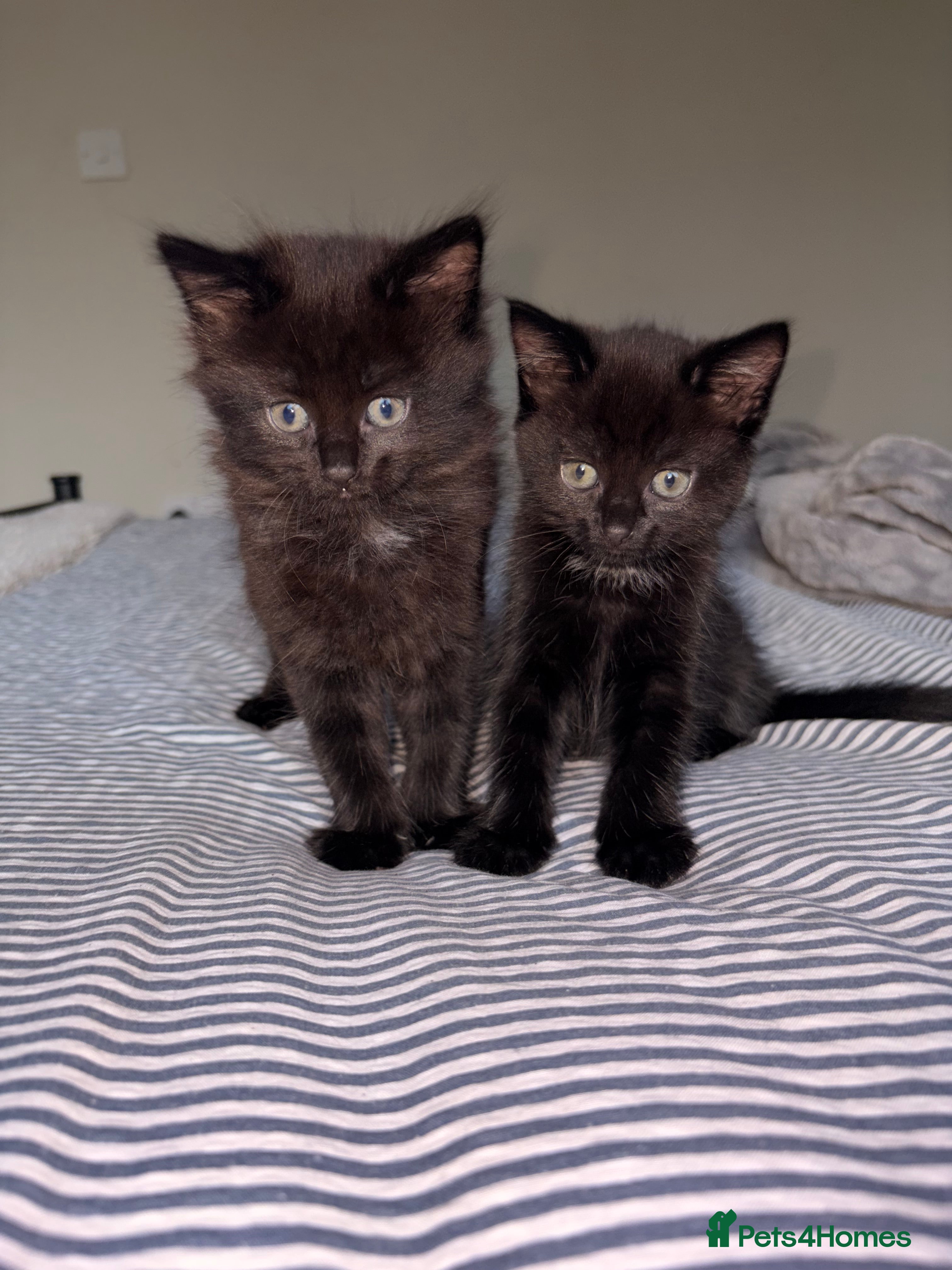 Mixed Breed Kitten 3