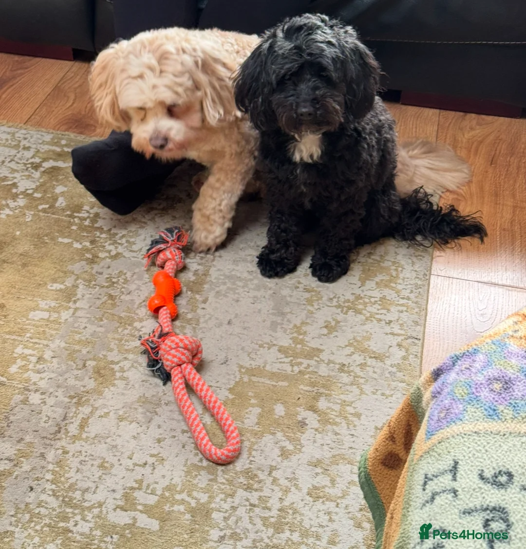 Shihpoo dogs for sale: Three Gorgeous Shihpoo Puppies 🐶🐶🐶🐾🐾🐾❤️❤️❤️ - Advert 2