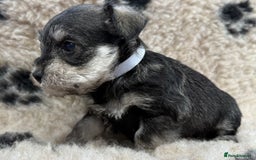 Miniature Schnauzer dogs for sale: Miniature schnauzers pups - Image 25