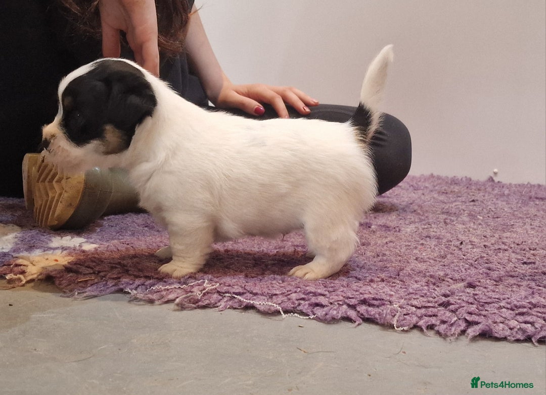 Jack Russell dogs for sale: KC Reg Jack Russell Pups,Parents DNA health tested - Image 14