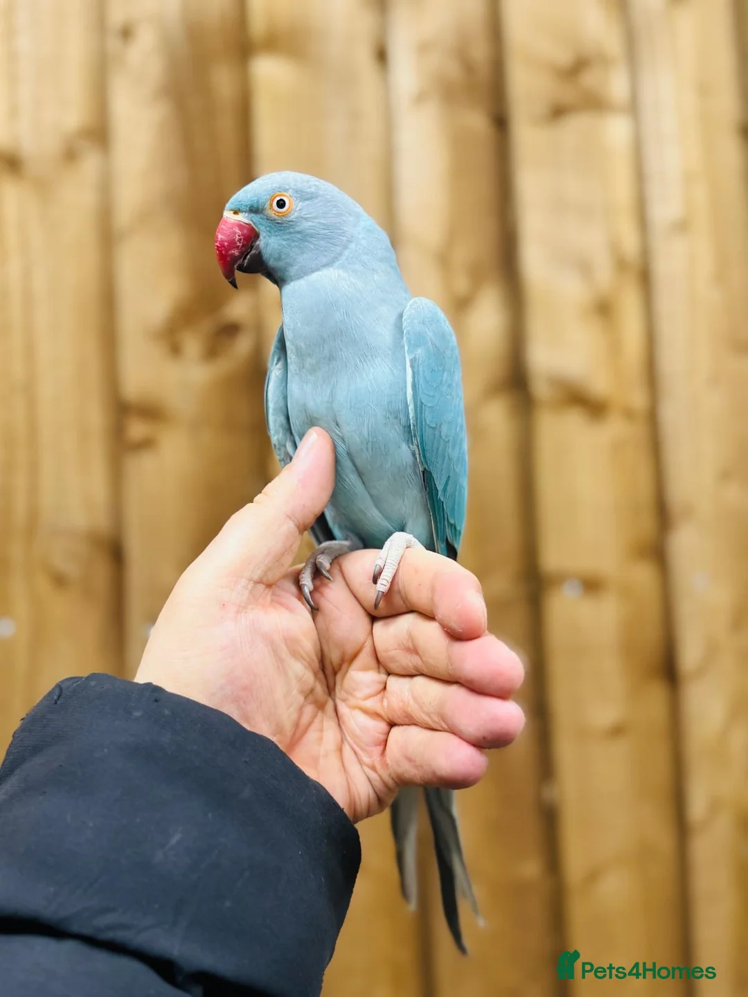 Ringnecks birds for sale: Baby blue ring neck  - Advert 3