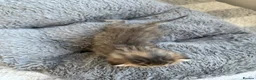 Mixed Breed cats for sale: Beautiful tabby kittens - Advert 13