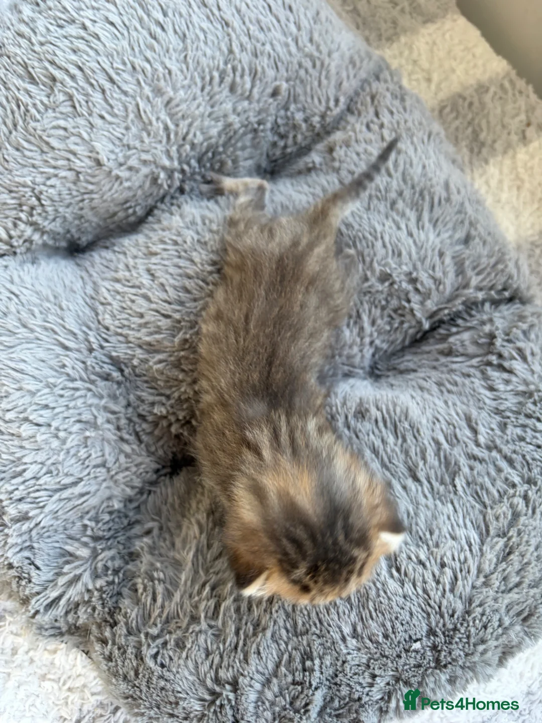 Mixed Breed cats for sale: Beautiful tabby kittens - Advert 13