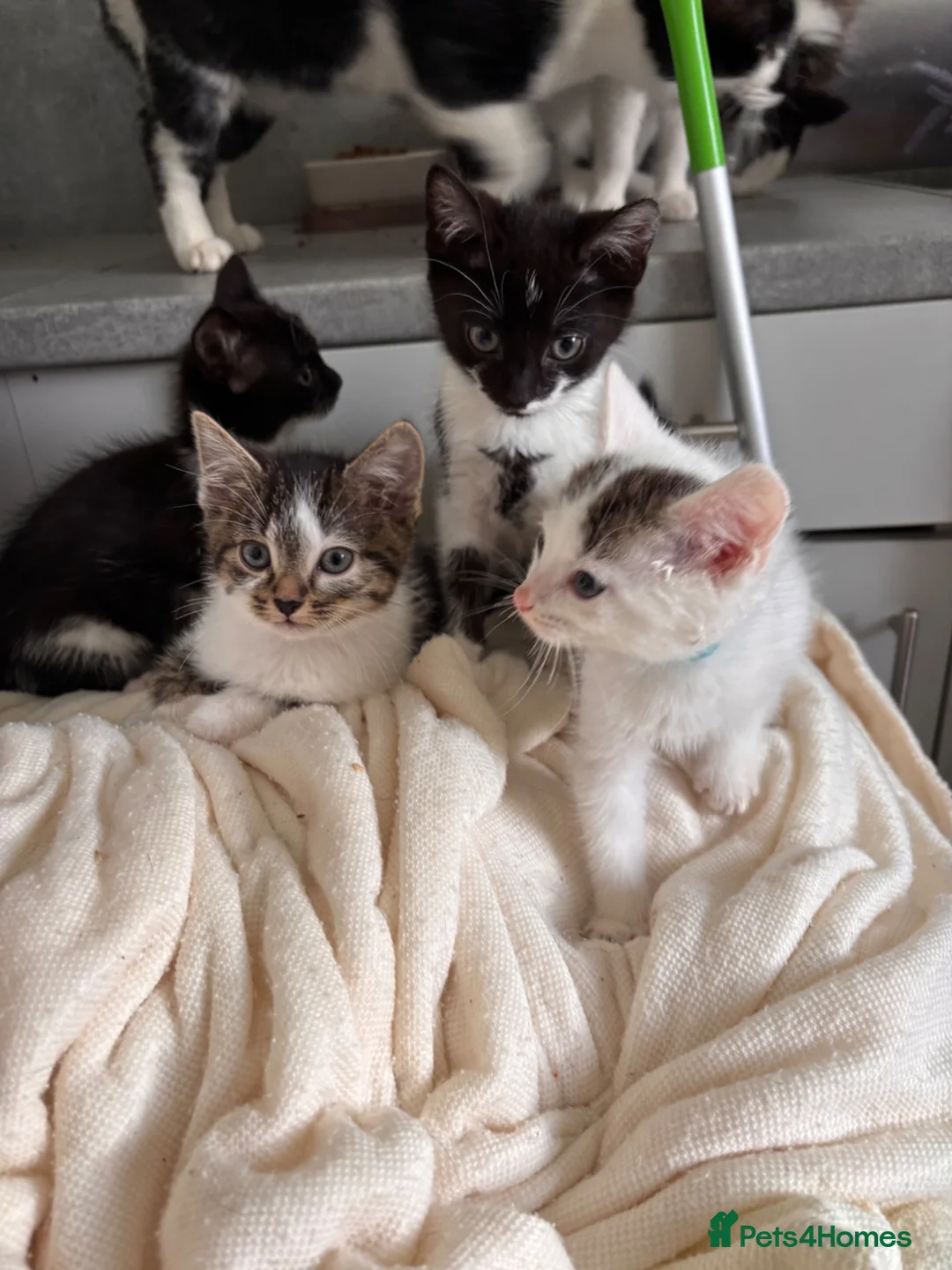 Mixed Breed cats for sale: Beautiful kittens looking for their forever homes - Advert 5