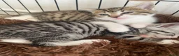 Domestic Shorthair cats for sale: Tabby Kittens 🐾  - Advert 4