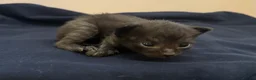 Mixed Breed cats for sale: Sphynx cross kittens x6 - Advert 24