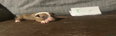 English Bull Terrier 1