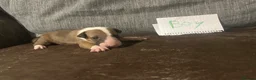 English Bull Terrier dogs for sale: English bullterrier puppies  - Advert 5