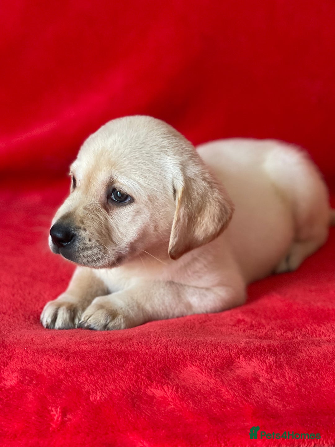 Labrador Retriever dogs for sale: Beautiful chunky Labrador pups NOW READY - Image 12